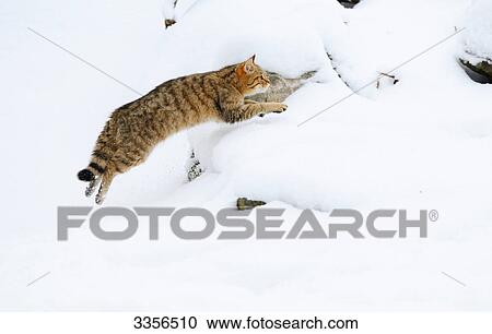 Wildcat (Felis silvestris) jumping in the snow, Bavaria, Germany, side view View Large Photo Image Stock Image - Wildcat (Felis silvestris) jumping in the snow, Bavaria, Germany, side view . Fotosearch