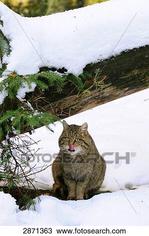 Stock Image - Wildcat (Felis Silvestris) sitting in snow, Bavarian Forest National Park, Bavaria, Germany . Fotosearch