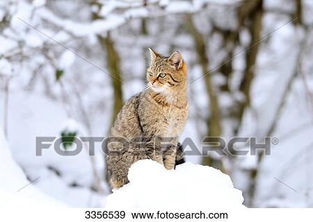 Wildcat (Felis silvestris) sitting in snow, Bavaria, Germany View Large Photo Image Stock Photo - Wildcat (Felis silvestris) sitting in snow, Bavaria, Germany . Fotosearch