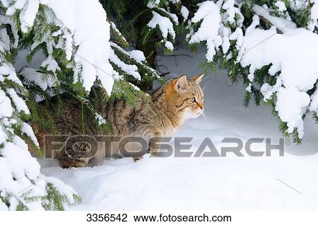 Stock Image - Wildcat (Felis silvestris) under snow-covered branches, Bavaria, Germany . Fotosearch