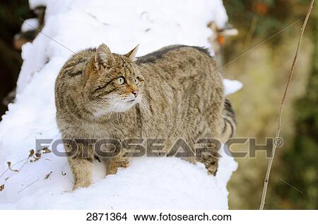 Wildcat (Felis Silvestris) walking in snow, Bavarian Forest National Park, Bavaria, Germany View Large Photo Image Picture - Wildcat (Felis Silvestris) walking in snow, Bavarian Forest National Park, Bavaria, Germany . Fotosearch