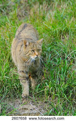 Wildcat (Felis Silvestris) walking in field View Large Photo Image Stock Photo - Wildcat (Felis Silvestris) walking in field . Fotosearch