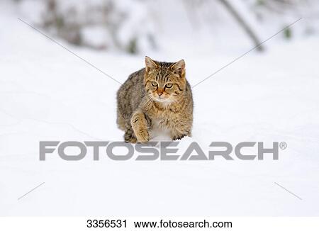 Stock Image - Wildcat (Felis silvestris) walking through snow, Bavaria, Germany, front view . Fotosearch
