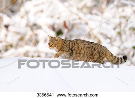 Wildcat (Felis silvestris) walking through snow, Bavaria, Germany View Large Photo Image Stock Image - Wildcat (Felis silvestris) walking through snow, Bavaria, Germany . Fotosearch