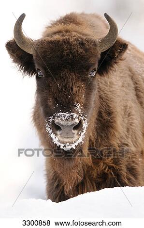 Wisent (Bison bonasus) in snow, portrait View Large Photo Image Stock Photo - Wisent (Bison bonasus) in snow, portrait . Fotosearch