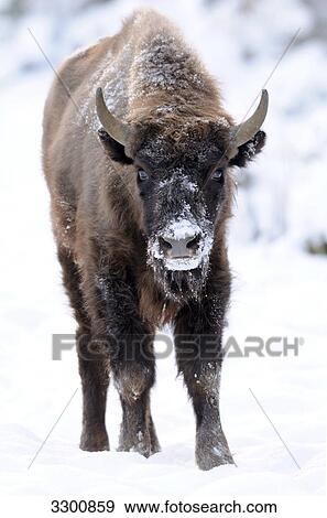Wisent (Bison bonasus) in snow View Large Photo Image Stock Photo - Wisent (Bison bonasus) in snow . Fotosearch