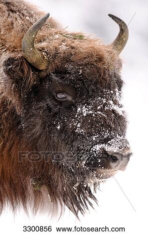 Wisent (Bison bonasus) in snow, portrait View Large Photo Image Stock Photograph - Wisent (Bison bonasus) in snow, portrait . Fotosearch