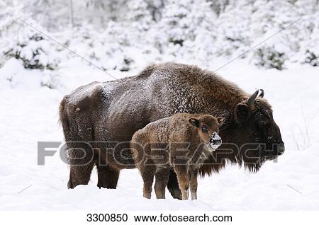 Wisent (Bison bonasus) with calf in snow, side view View Large Photo Image Stock Image - Wisent (Bison bonasus) with calf in snow, side view . Fotosearch