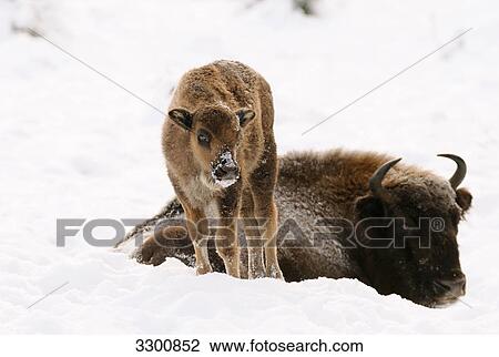 Wisent (Bison bonasus) with calf in snow View Large Photo Image Stock Image - Wisent (Bison bonasus) with calf in snow . Fotosearch