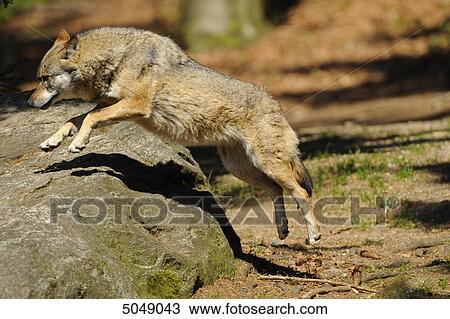 Wolf (Canis lupus) in Bavarian Forest National Park, Bavaria, Germany View Large Photo Image Stock Image - Wolf (Canis lupus) in Bavarian Forest National Park, Bavaria, Germany . Fotosearch