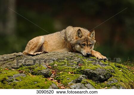 Wolf (Canis lupus) lying on rock, Bavarian Forest, Germany, low angle view View Large Photo Image Stock Image - Wolf (Canis lupus) lying on rock, Bavarian Forest, Germany, low angle view . Fotosearch