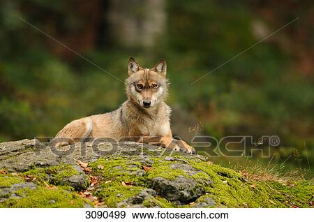 Stock Photo - Wolf (Canis lupus) lying on rock, Bavarian Forest, Germany, eye contact . Fotosearch