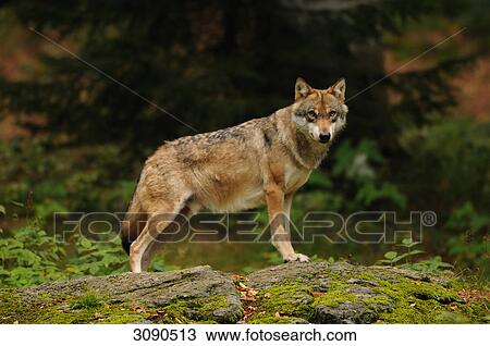 Stock Image - Wolf (Canis lupus) standing on rock, Bavarian Forest, Germany, side view . Fotosearch
