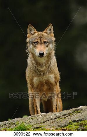 Wolf (Canis lupus) standing on rock, Bavarian Forest, Germany, eye contact View Large Photo Image Stock Image - Wolf (Canis lupus) standing on rock, Bavarian Forest, Germany, eye contact . Fotosearch