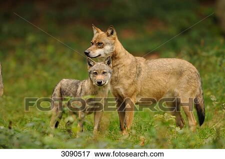 Wolfmother (Canus Lupus) with young animal standing on clearing, Bavarian Forest, Germany View Large Photo Image Stock Photo - Wolfmother (Canus Lupus) with young animal standing on clearing, Bavarian Forest, Germany . Fotosearch