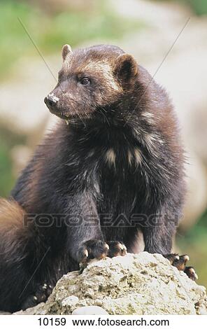 Stock Photo - Wolverine (Gulo gulo) sitting on rock in zoo, Salzburg, Austria . Fotosearch