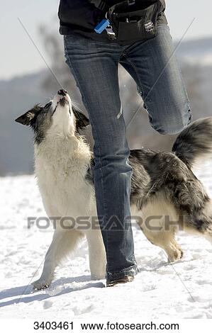 Woman playing with Australian Shepherd in the snow View Large Photo Image Stock Image - Woman playing with Australian Shepherd in the snow . Fotosearch