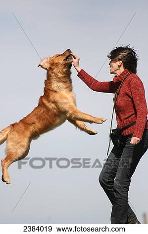 Woman playing with Golden Retriever in field View Large Photo Image Stock Photo - Woman playing with Golden Retriever in field . Fotosearch
