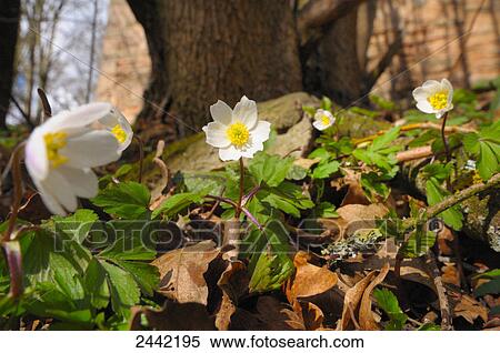 Wood Anemone (Anemone nemorosa) flowers blooming in forest View Large Photo Image Stock Photography - Wood Anemone (Anemone nemorosa) flowers blooming in forest . Fotosearch