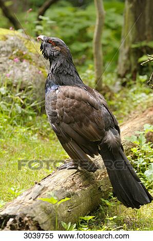 wood great grouse, tetrao urogallus, Bavarian Forest, Germany View Large Photo Image Stock Photography - wood great grouse, tetrao urogallus, Bavarian Forest, Germany . Fotosearch