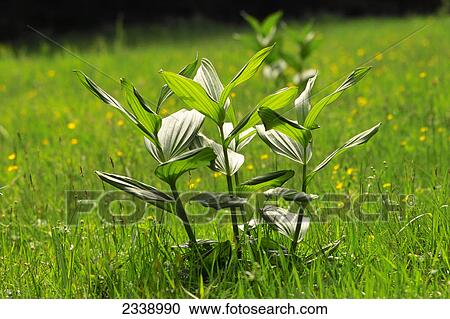 Yellow Gentian plants growing in field, Steiermark, Austria View Large Photo Image Stock Image - Yellow Gentian plants growing in field, Steiermark, Austria . Fotosearch