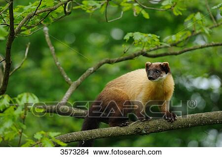Yellow-throated Marten (Martes flavigula) on branch View Large Photo Image Picture - Yellow-throated Marten (Martes flavigula) on branch . Fotosearch