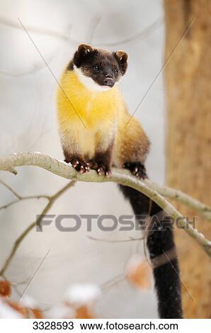 Stock Image - Yellow-throated Marten (Martes flavigula) sitting on a branch, low angle view . Fotosearch