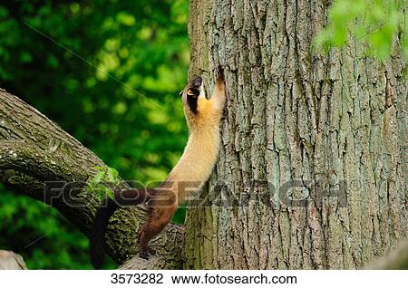 Stock Image - Yellow-throated Marten (Martes flavigula) climbingon tree . Fotosearch