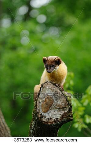 Yellow-throated Marten (Martes flavigula) on branch View Large Photo Image Stock Image - Yellow-throated Marten (Martes flavigula) on branch . Fotosearch