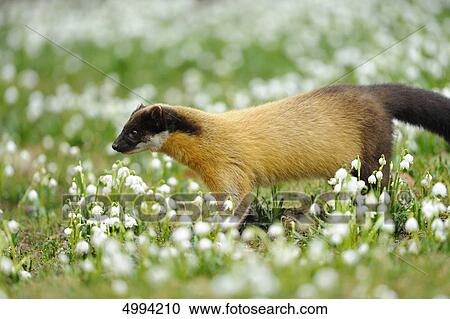 Stock Image - Yellow-throated Marten (Martes flavigula) in meadow . Fotosearch