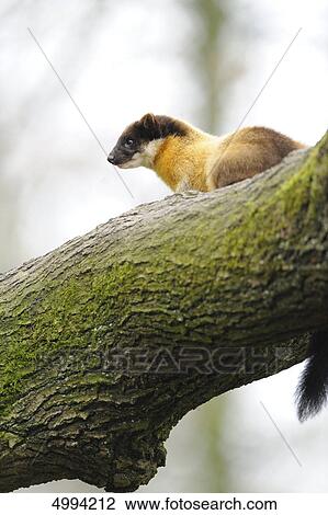 Stock Image - Yellow-throated Marten (Martes flavigula) on tree trunk . Fotosearch