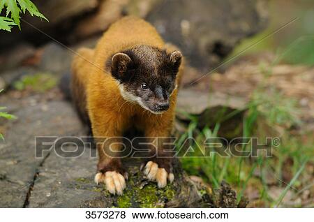 Yellow-throated Marten (Martes flavigula) on tree stump View Large Photo Image Stock Photo - Yellow-throated Marten (Martes flavigula) on tree stump . Fotosearch
