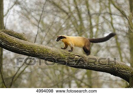 Yellow-throated Marten (Martes flavigula) on a branch View Large Photo Image Stock Photo - Yellow-throated Marten (Martes flavigula) on a branch . Fotosearch