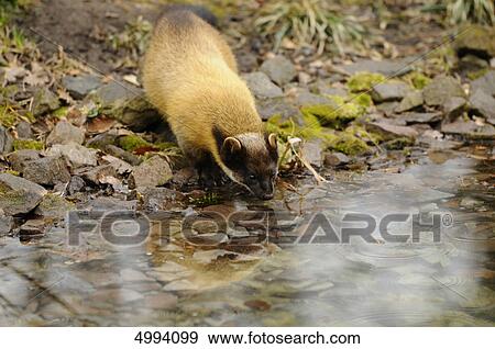 Stock Photo - Yellow-throated Marten (Martes flavigula) at water . Fotosearch