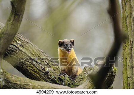 Yellow-throated Marten (Martes flavigula) on tree trunk View Large Photo Image Stock Photo - Yellow-throated Marten (Martes flavigula) on tree trunk . Fotosearch