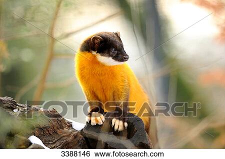 Yellow-throated Marten (Martes flavigula) leaning on a tree stump, Bavaria, Germany View Large Photo Image Stock Photograph - Yellow-throated Marten (Martes flavigula) leaning on a tree stump, Bavaria, Germany . Fotosearch