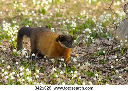 Stock Photograph - Yellow-throated Marten (Martes flavigula), elevated view . Fotosearch
