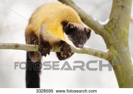 Yellow-throated Marten (Martes flavigula) sitting on a branch, low angle view View Large Photo Image Stock Photography - Yellow-throated Marten (Martes flavigula) sitting on a branch, low angle view . Fotosearch
