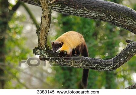 Yellow-throated Marten (Martes flavigula) sitting on a branch, Bavaria, Germany View Large Photo Image Stock Photography - Yellow-throated Marten (Martes flavigula) sitting on a branch, Bavaria, Germany . Fotosearch