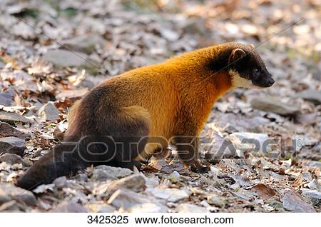 Stock Photography - Yellow-throated Marten (Martes flavigula), elevated view . Fotosearch