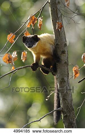 Yellow-throated Marten (Martes flavigula) on tree trunk View Large Photo Image Stock Photography - Yellow-throated Marten (Martes flavigula) on tree trunk . Fotosearch