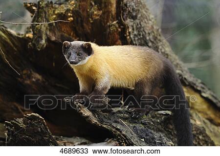 Stock Image - Yellow-throated Marten standing on tree trunk . Fotosearch
