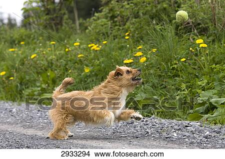 Yorkshire Terrier, portrait View Large Photo Image Picture - Yorkshire Terrier, portrait . Fotosearch