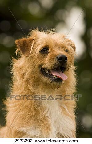 Stock Image - Yorkshire Terrier, portrait . Fotosearch
