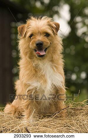 Yorkshire Terrier, portrait View Large Photo Image Stock Image - Yorkshire Terrier, portrait . Fotosearch