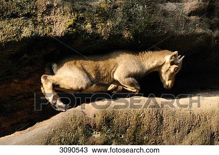 Young Alpine Ibex (Capra ibex) in crevice, side view View Large Photo Image Stock Image - Young Alpine Ibex (Capra ibex) in crevice, side view . Fotosearch