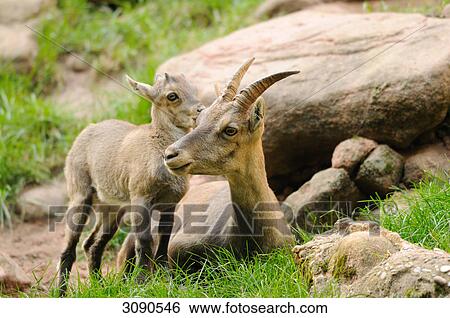 Young Alpine Ibex (Capra ibex) with mother animal View Large Photo Image Stock Photograph - Young Alpine Ibex (Capra ibex) with mother animal . Fotosearch