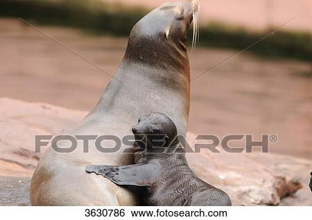 Young and adult California Sea Lion (Zalophus californianus) View Large Photo Image Stock Photograph - Young and adult California Sea Lion (Zalophus californianus) . Fotosearch