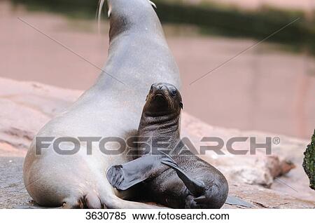 Young and adult California Sea Lion (Zalophus californianus) View Large Photo Image Stock Photography - Young and adult California Sea Lion (Zalophus californianus) . Fotosearch