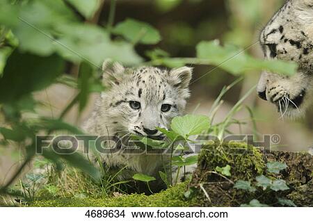 Picture - Young and adult snow leopard . Fotosearch